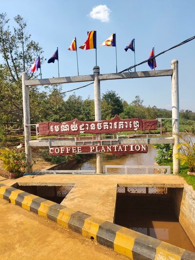 Coffee Plantation