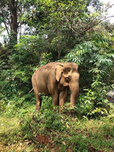 Elephant