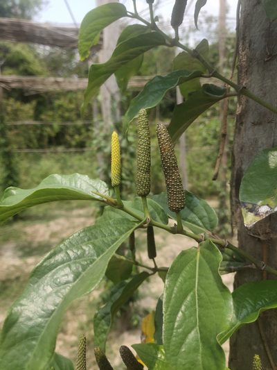 Poivre de Kampot
