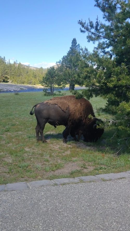 Yellowstone bison