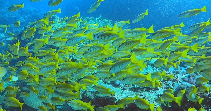 Poissons plongée