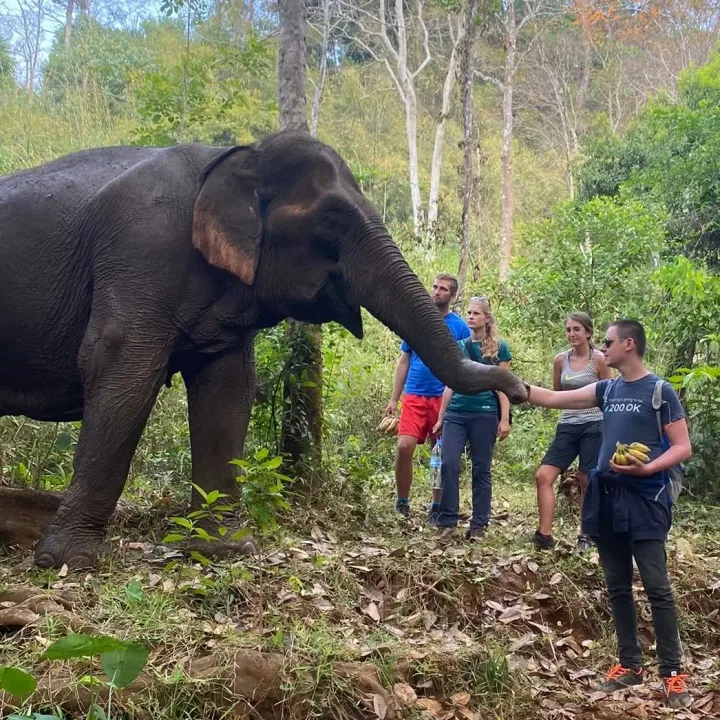 Rencontre avec un éléphant dans une forêt du Mondulkiri au Cambodge