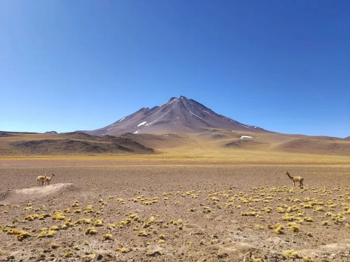 Vigognes dans le désert d’Atacama