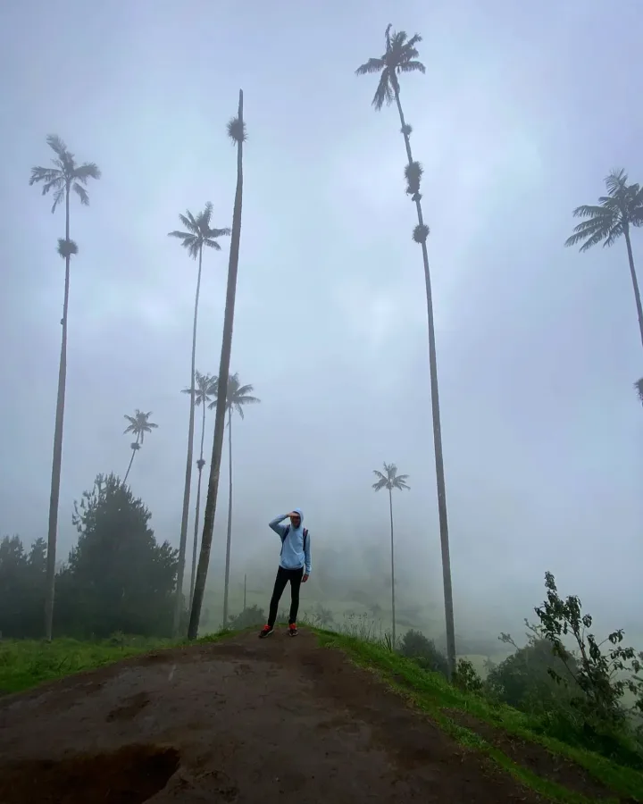 Palmiers de cire dans la brume de la Valle de Cocora