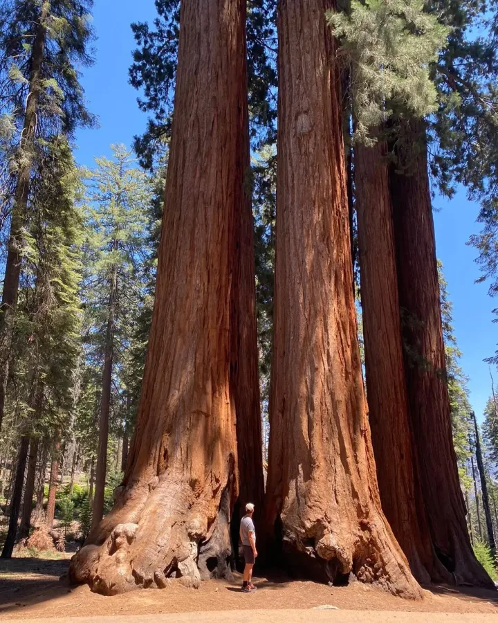 Troncs géants de séquoias en Californie